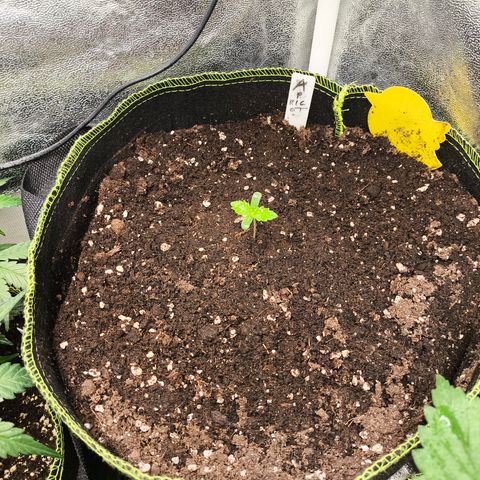 Apricot Auto growlog timeline photo