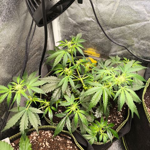 Gorilla Zkittlez Auto growlog timeline photo