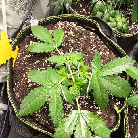 BlackBerry Auto growlog timeline photo