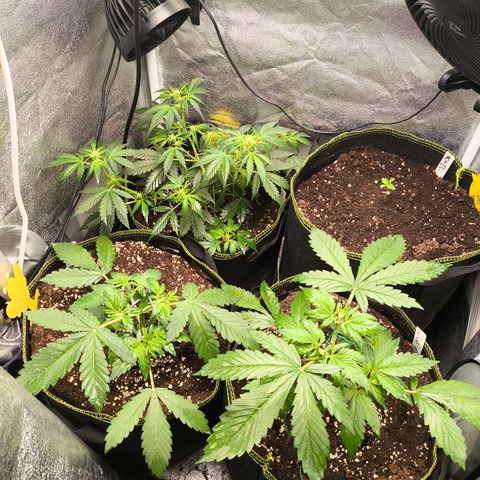 Apricot Auto growlog timeline photo