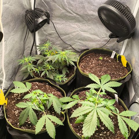 Apricot Auto growlog timeline photo