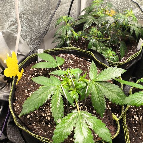 BlackBerry Auto growlog timeline photo