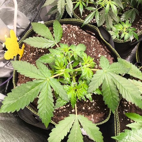BlackBerry Auto growlog timeline photo