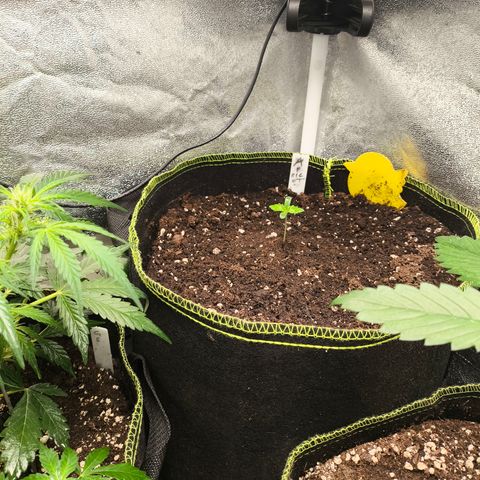 Apricot Auto growlog timeline photo