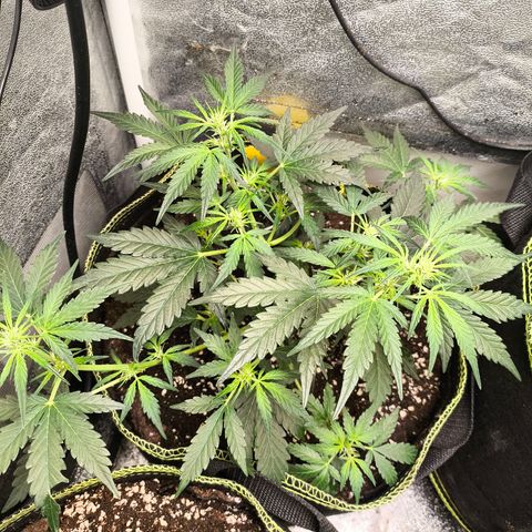 Gorilla Zkittlez Auto growlog timeline photo