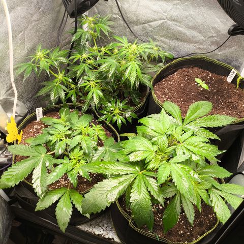 Apricot Auto growlog timeline photo
