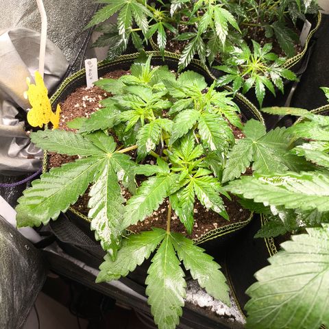 BlackBerry Auto growlog timeline photo