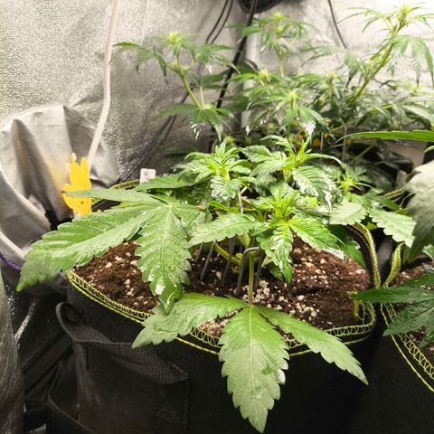 BlackBerry Auto growlog timeline photo