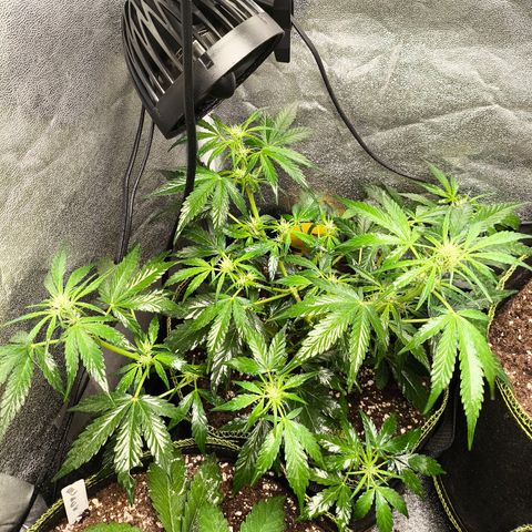 Gorilla Zkittlez Auto growlog timeline photo