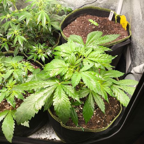 Lemon Cherry Cookies Auto growlog timeline photo