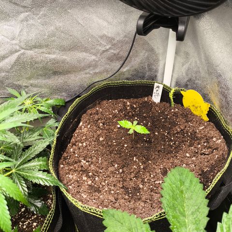 Apricot Auto growlog timeline photo