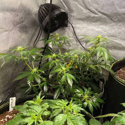 Gorilla Zkittlez Auto growlog timeline photo