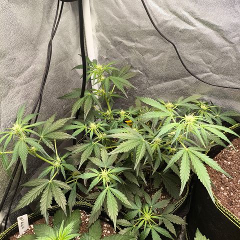 Gorilla Zkittlez Auto growlog timeline photo