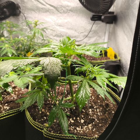 Lemon Cherry Cookies Auto growlog timeline photo