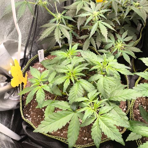 BlackBerry Auto growlog timeline photo
