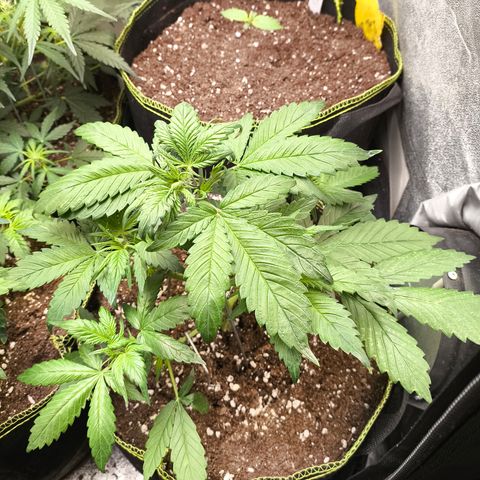 Lemon Cherry Cookies Auto growlog timeline photo