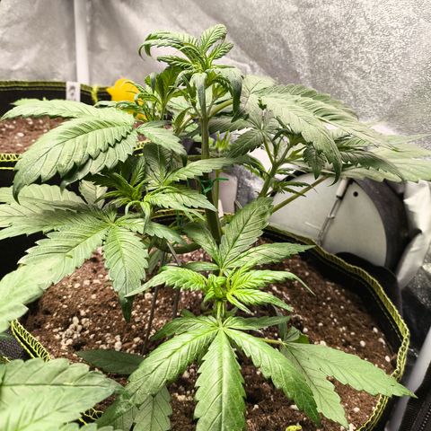 Lemon Cherry Cookies Auto growlog timeline photo