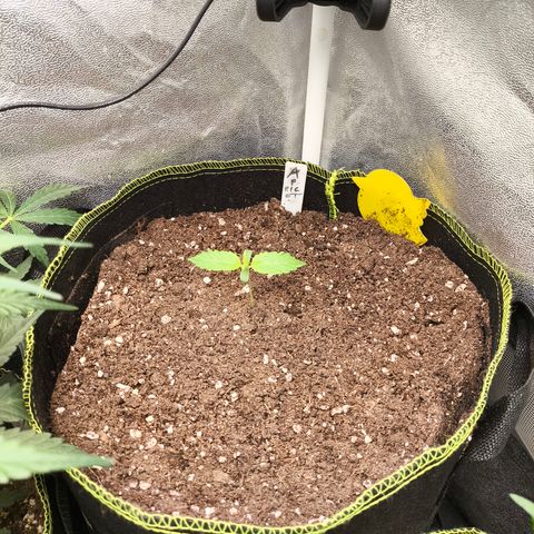 Apricot Auto growlog timeline photo