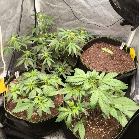 Apricot Auto growlog timeline photo