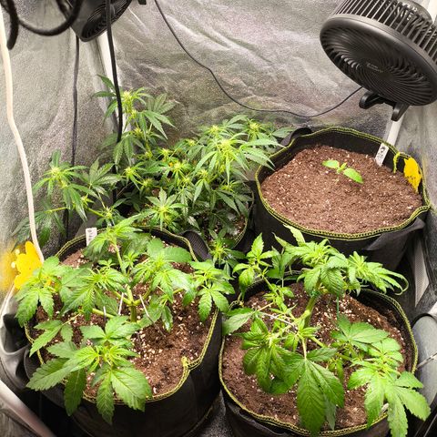 Apricot Auto growlog timeline photo