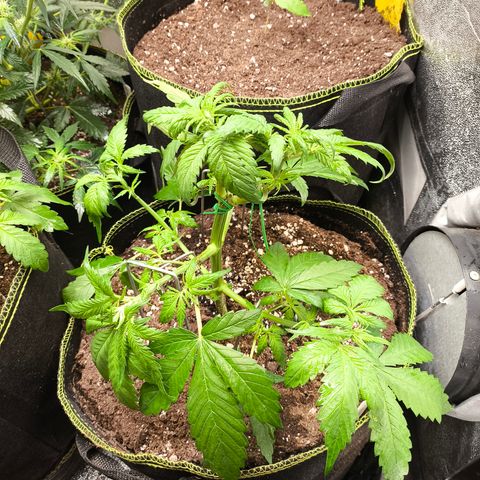 Lemon Cherry Cookies Auto growlog timeline photo
