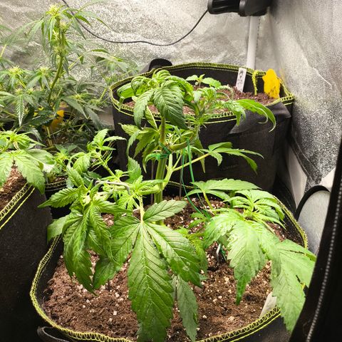 Lemon Cherry Cookies Auto growlog timeline photo