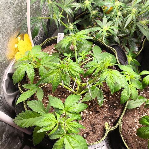 BlackBerry Auto growlog timeline photo