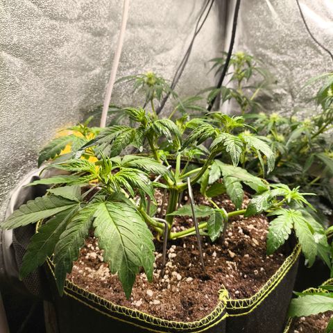 BlackBerry Auto growlog timeline photo
