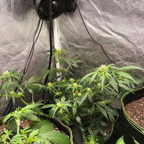 Gorilla Zkittlez Auto growlog timeline photo