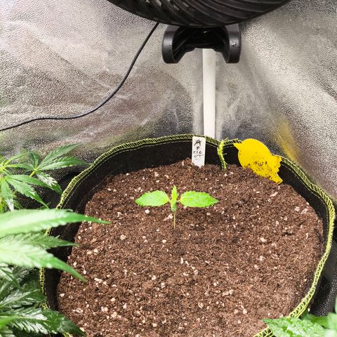 Apricot Auto growlog timeline photo