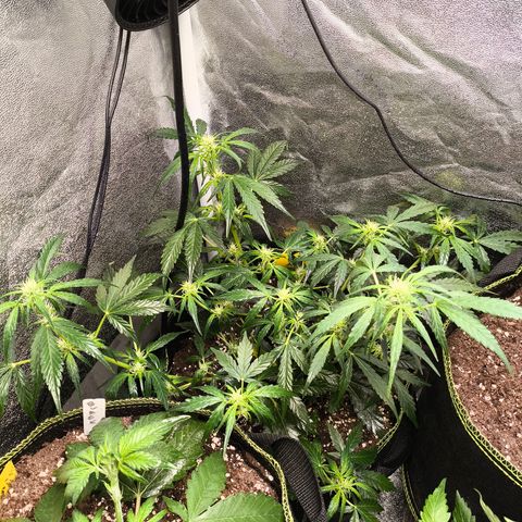 Gorilla Zkittlez Auto growlog timeline photo