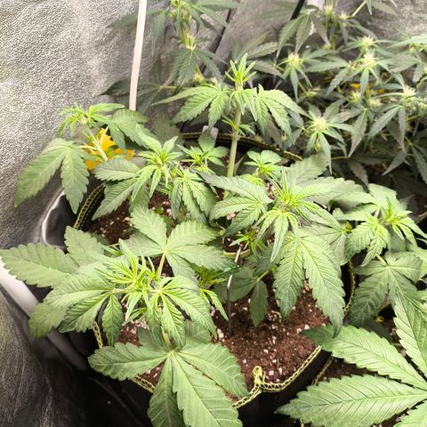 BlackBerry Auto growlog timeline photo