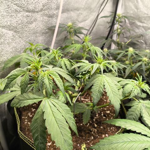 BlackBerry Auto growlog timeline photo