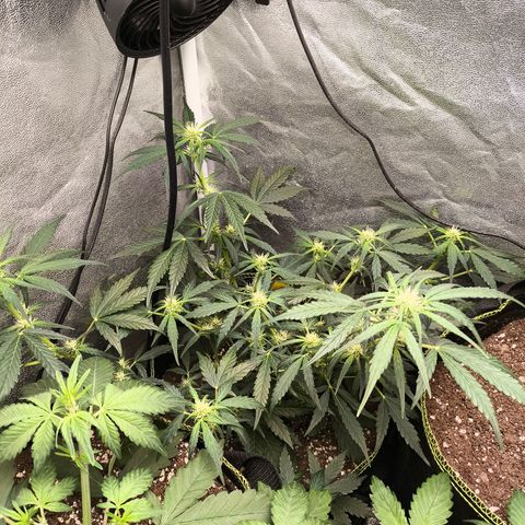 Gorilla Zkittlez Auto growlog timeline photo
