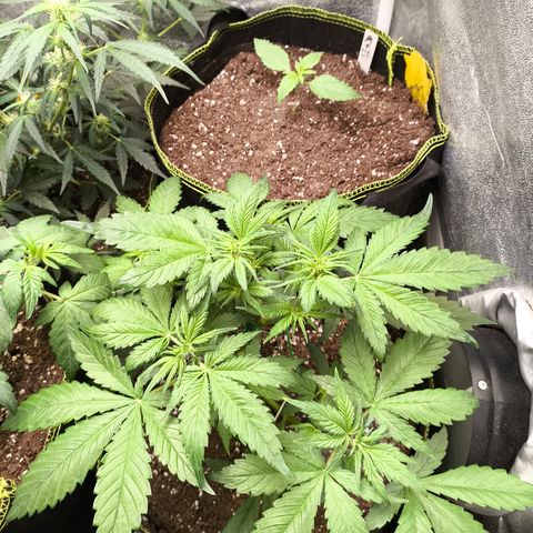 Lemon Cherry Cookies Auto growlog timeline photo
