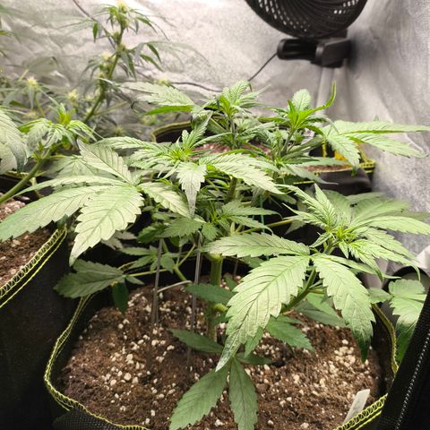 Lemon Cherry Cookies Auto growlog timeline photo