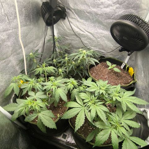 Apricot Auto growlog timeline photo
