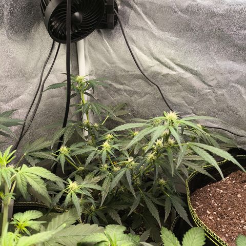 Gorilla Zkittlez Auto growlog timeline photo