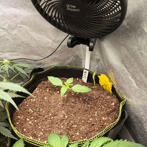 Apricot Auto growlog timeline photo