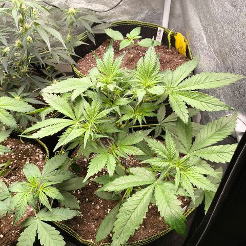 Lemon Cherry Cookies Auto growlog timeline photo