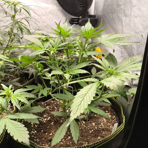 Lemon Cherry Cookies Auto growlog timeline photo