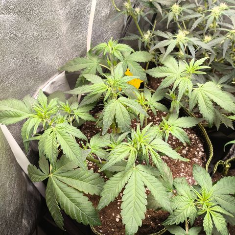 BlackBerry Auto growlog timeline photo