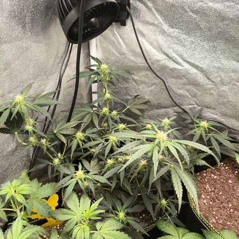 Gorilla Zkittlez Auto growlog timeline photo