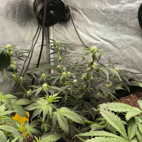 Gorilla Zkittlez Auto growlog timeline photo