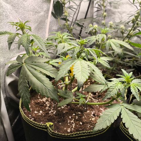 BlackBerry Auto growlog timeline photo