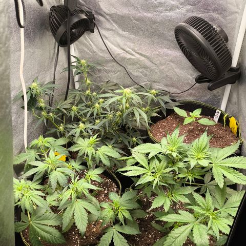 Apricot Auto growlog timeline photo
