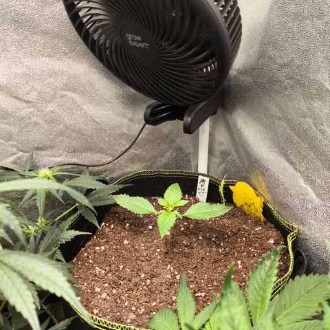 Apricot Auto growlog timeline photo