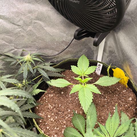Apricot Auto growlog timeline photo
