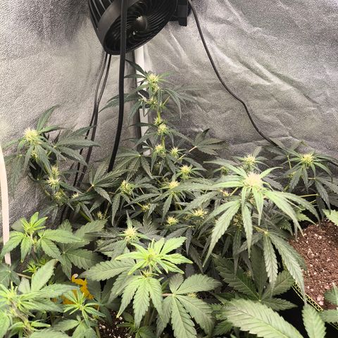 Gorilla Zkittlez Auto growlog timeline photo