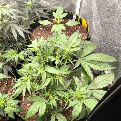 Lemon Cherry Cookies Auto growlog timeline photo